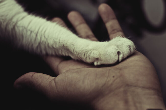 Cuál es el mejor animal de compañía ¿Cuál es el mejor animal de compañía?